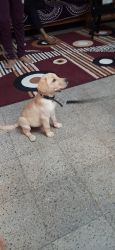 Labrador puppy for sell