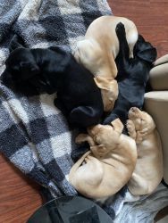 Labrador puppies ready for their forever home