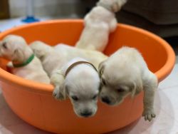 Labrador puppies in search of forever home