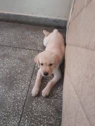 I want to sell Lab Puppy 50 days old