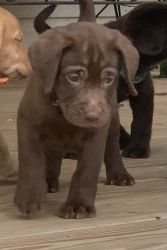 AKC Labrador Retriever puppyfor sale
