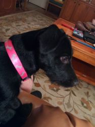 Free Black Labrador Puppy to Good Home