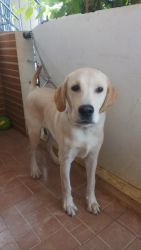 Friendly, aggressive, healthy and pure Lab breed 6 month old