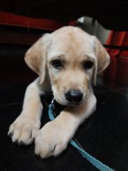 Bangalore breed male stud puppy