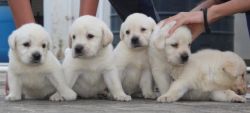 Top quality KCI registered Labrador Puppies (Coimbatore)