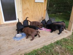 AKC registerable Labrador Retriever Puppies