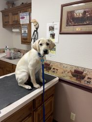 16 week old Yellow Lab puppy for sale
