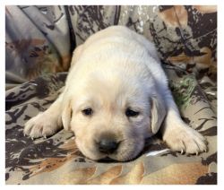 Beautiful Lina Female • 4 weeks dog, ready for new home.
