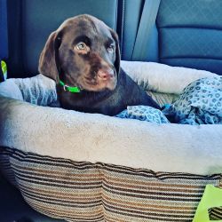 2 month old male chocolate lab so loving!!