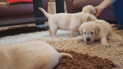 Adorable Labrador Puppies Available