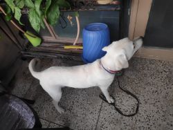 8 Month Old Whitish Golden Labrador for Sale