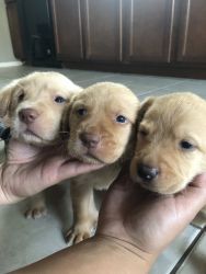Puppies Labs