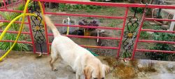 Heavy bone championline female Labrador for sell