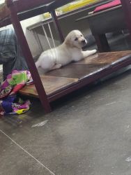 Labrador for sale 2 months with certificate