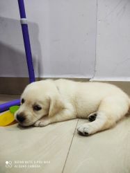 Labrador puppy available for adoption