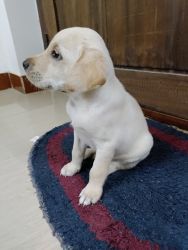 40 days old Labrador male puupy available