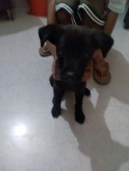 Labrador retriever puppy for sale in batala