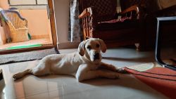 Pure Labrador Female 5 Months