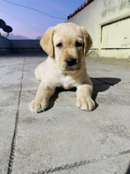Want to sell Lab