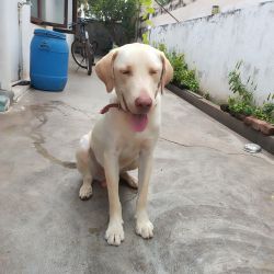 Golden colored Labrador is for sale