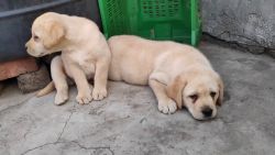 Female Labrador puppies for sales