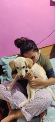 For sell - Labrador retriever dog 3 months