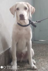 Labrador for adoption