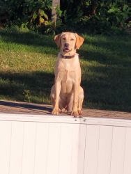 Energetic 6 Month Old Lab needs a Home ASAP