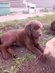 Chocolate and yellow labs