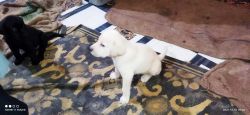I want to sell my 3 puppy of labrador dog