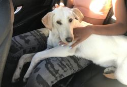 Rehoming 8 month Female Labrador puppy