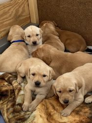 Yellow and Red Labrador Retriever Puppies