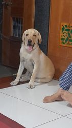 Labrador for sale