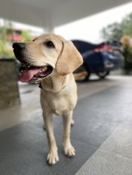 6 months certified Labrador