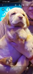Labrador retriever on sale