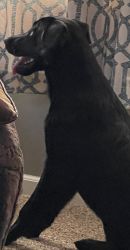8 month old female Black Labrador Great Retriever