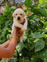 Cute and adorable Labrador Puppies available for loving homes