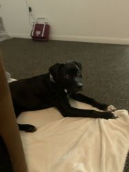 6 month puppy looking for home