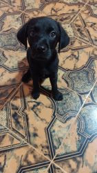 Black labrador male puppy for sale
