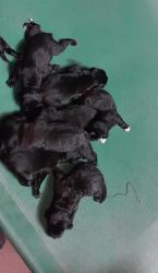 Labrador pup to sell