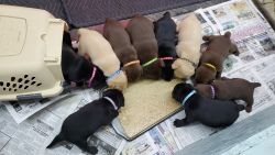 4 week old lab puppies (chocolate and black)