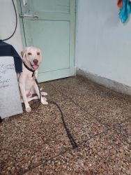 Labrador dog for adoption