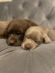 Silver and Chocolate AKC Labs