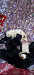 Labrador puppies for sell