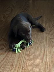 Chocolate lab for sale