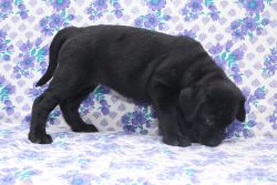 Labrador Female Heavy Bone Puppies for sale