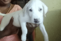 45 days old labrador male puppy for sale