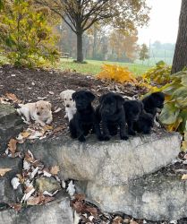 Lab Mix Puppies for Sale