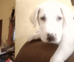 Labrador Male puppy for sale (42days old)