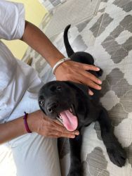 the black labrador retriever male puppy for sale